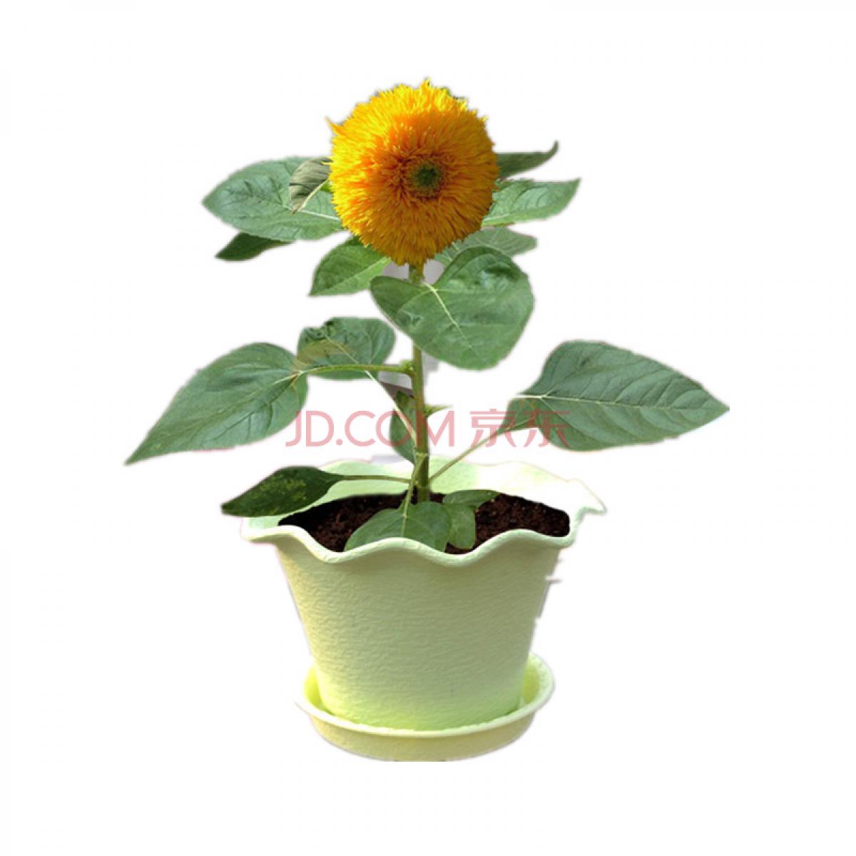 津沽园艺 小熊矮向日葵种植套装含盆土 桌面绿植盆栽 大朋友小朋友都适合 1套