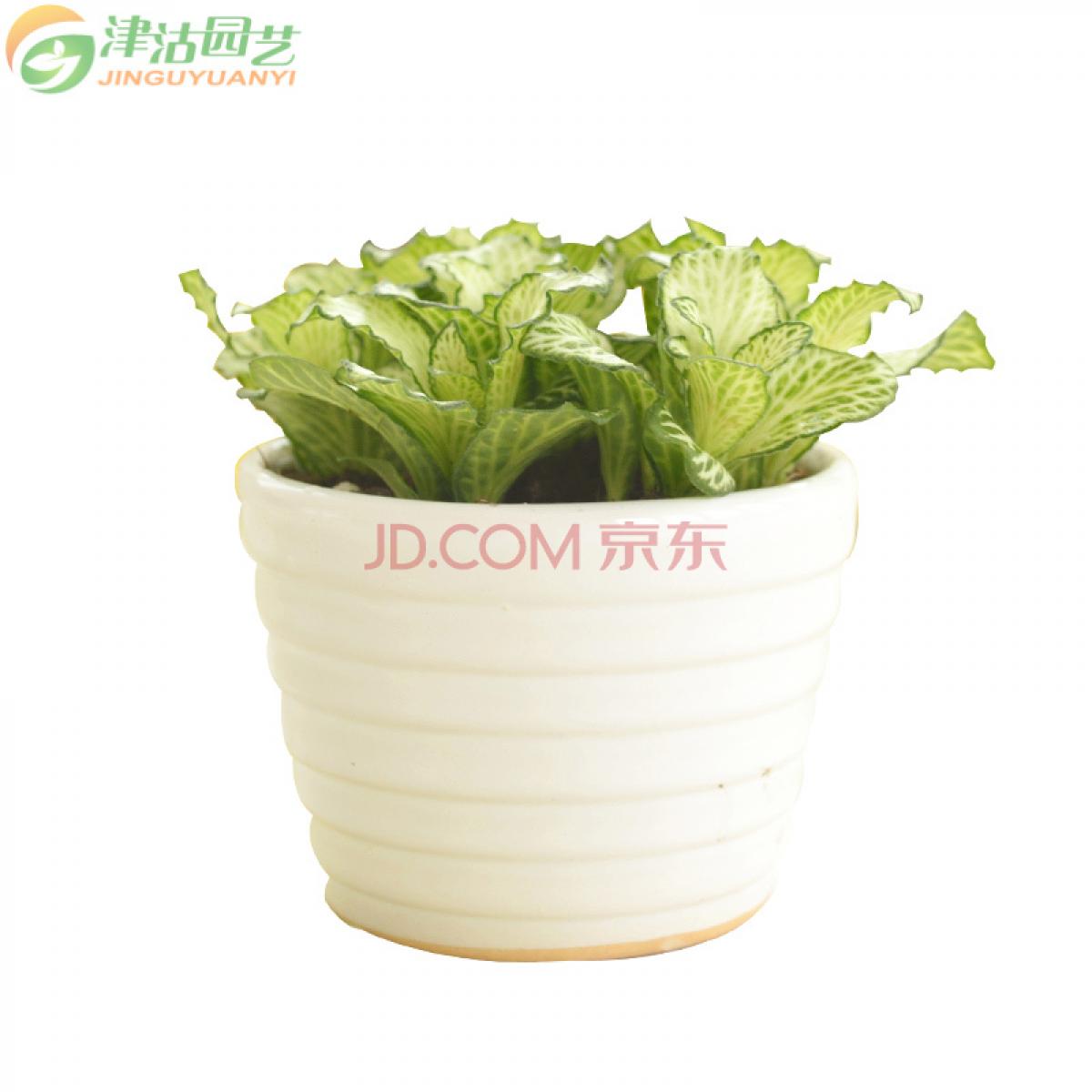 津沽园艺 白网纹草种植套装 含盆土办公桌面净化空气小盆栽 室内观赏 白色花盆