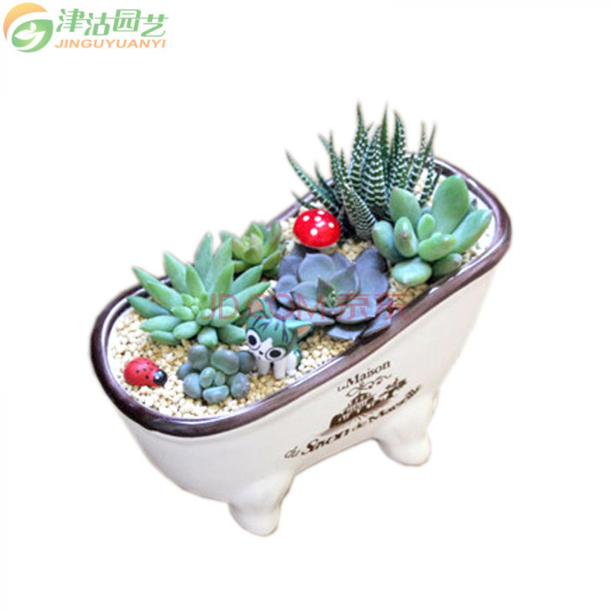 津沽园艺 绿植盆栽 6种多肉苗组合种植套餐 含花盆营养土花插 桌面种植 可以自由组合 1套