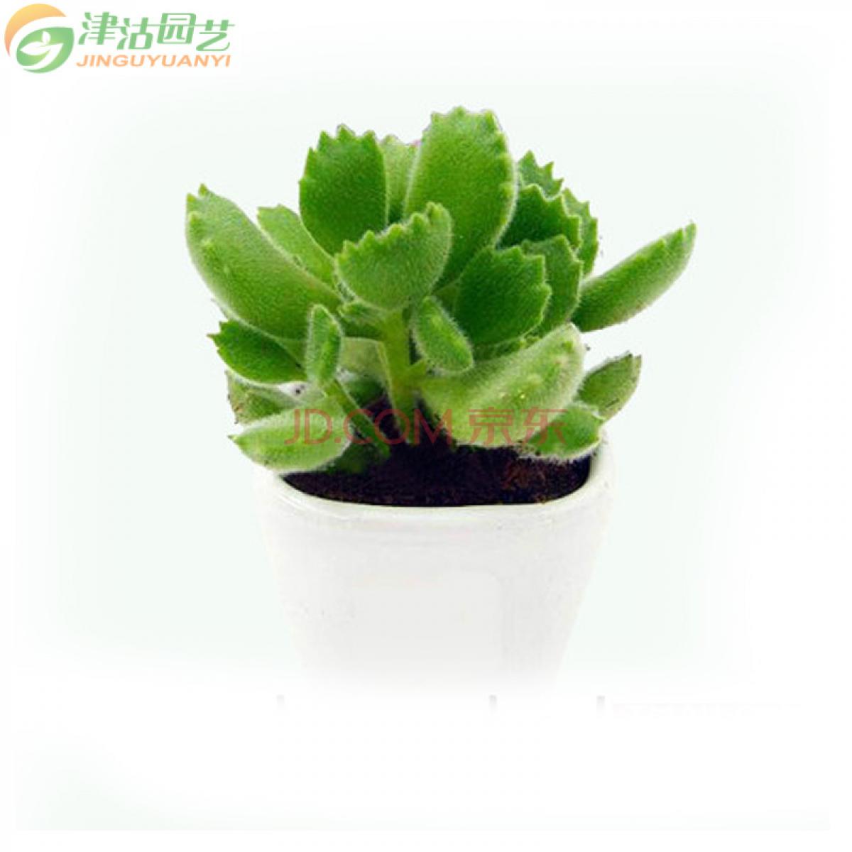 津沽园艺 多肉植物 景天科无根 熊童子2棵 小熊掌 可爱绿植 迷你绿植 桌面绿植