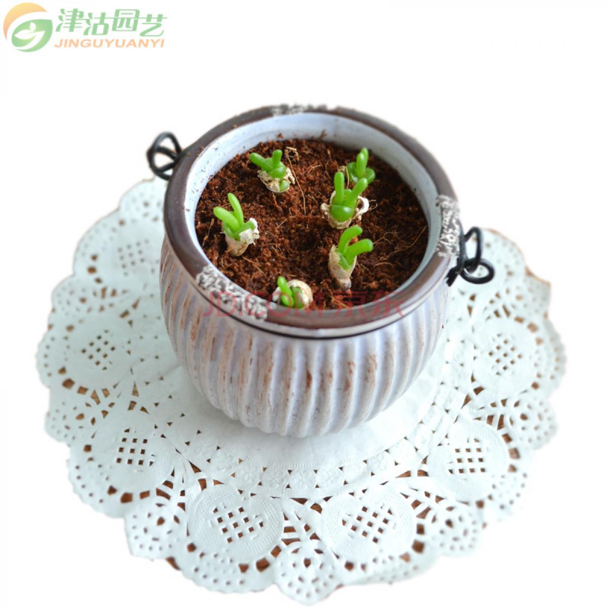 津沽园艺 多肉植物 枝干番杏科植物 碧光环 小兔子耳朵2年苗