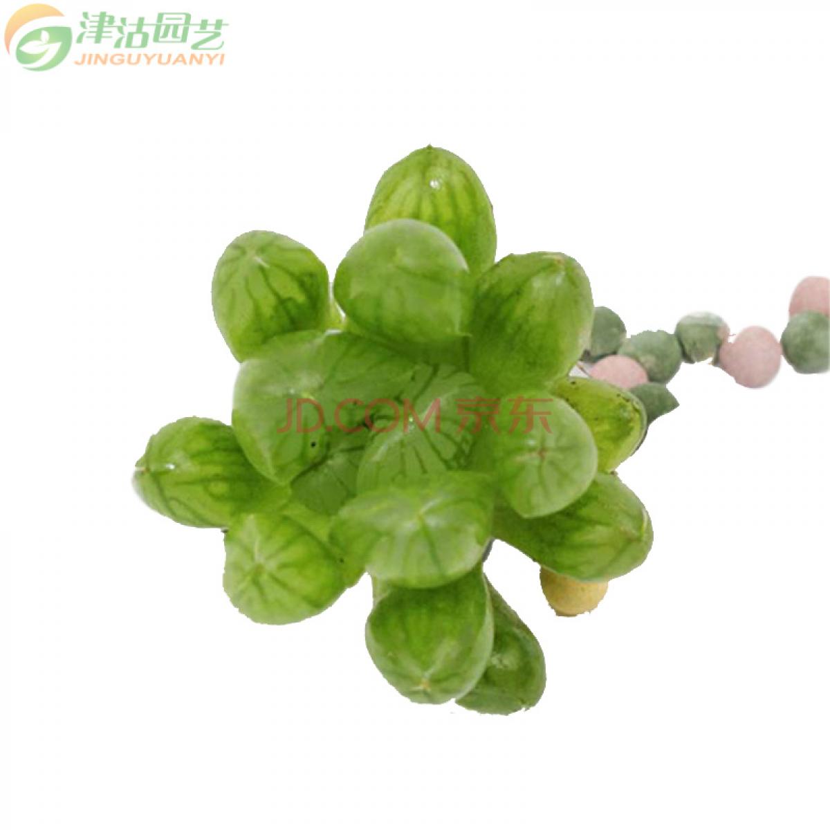 津沽园艺 多肉植物盆栽绿植 玉露实生两年苗2棵 附加蛭石泥炭土生根粉各1包 不含盆