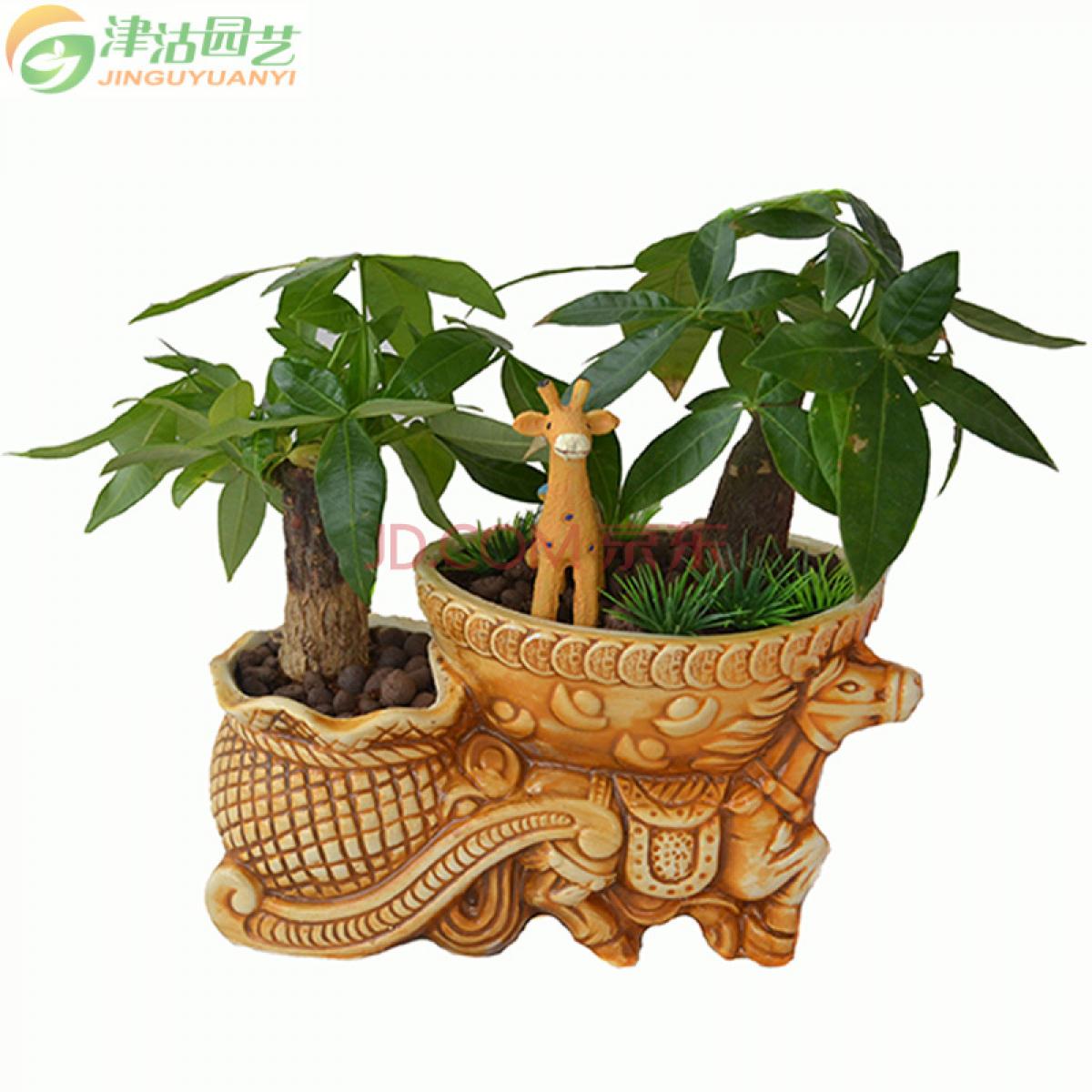 津沽园艺 发财树绿植盆栽套装之马上有钱 含发财树陶瓷花盆酸性营养土 陶粒 送摆件 1套