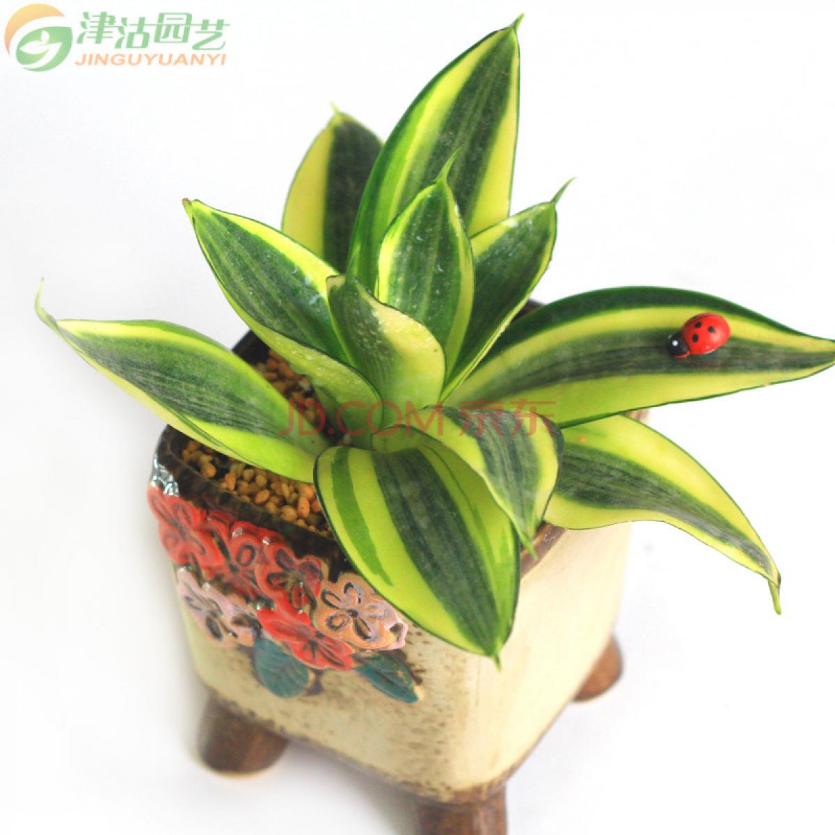 津沽园艺 观叶植物 金边短叶虎尾兰绿植盆栽套装 含花盆种植土白石子送瓢虫生根粉 1套 古典款