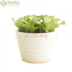 津沽园艺 白网纹草种植套装 含盆土办公桌面净化空气小盆栽 室内观赏 白色花盆