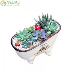 津沽园艺 绿植盆栽 6种多肉苗组合种植套餐 含花盆营养土花插 桌面种植 可以自由组合 1套