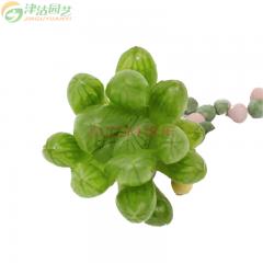 津沽园艺 多肉植物盆栽绿植 玉露实生两年苗2棵 附加蛭石泥炭土生根粉各1包 不含盆