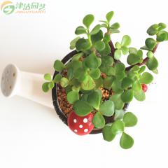 津沽园艺 绿植盆栽 迷你袖珍椰子土培套装 波浪小花盆随机发 桌面小绿植 室内观叶喜阴植物 波浪盆款随机1套