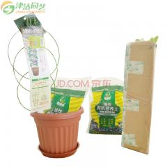 津沽园艺 蓝莓1年苗种植套装 家庭绿植苗木果树含盆土苗木 让您省心省力 1套 乔治宝石-南方适宜