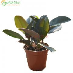 津沽园艺 观叶植物 黑金刚橡皮树绿植盆栽 原盆土栽好室内窗台办公桌面小盆景
