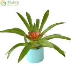 津沽园艺 绿植盆栽 年宵阳台花卉 小红星凤梨套装 含彩色桶装花盆 种植泥炭土